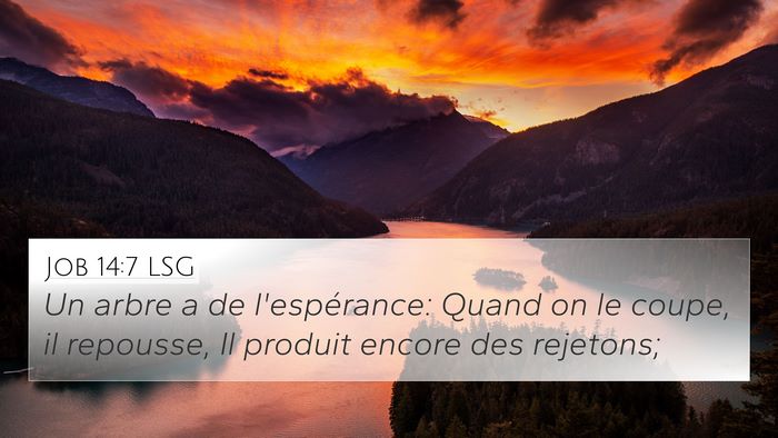 Job 14:7 LSG Bible Verse Image