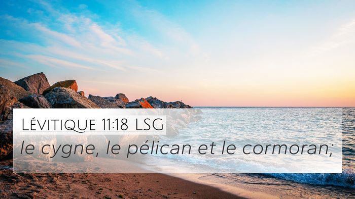 Lévitique 11:18 LSG 4K Wallpaper - le cygne, le pélican et le - 4K Wallpaper Bible Verse