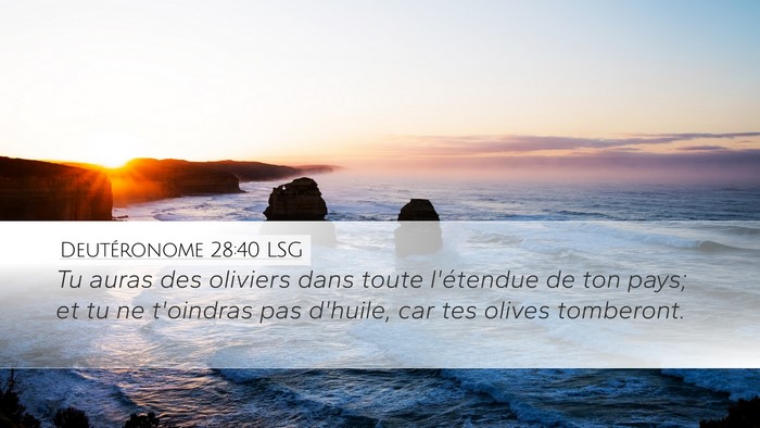 Deutéronome 28:40 LSG Desktop Wallpaper - Tu auras des oliviers dans toute l'étendue de - Desktop Bible Verse Wallpaper