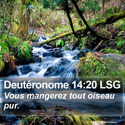Deutéronome 14:20 LSG Bible Verse Image