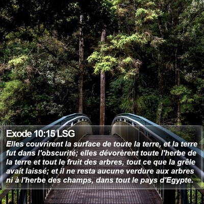 Exode 10:15 LSG Bible Verse Image
