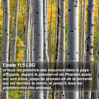 Exode 11:5 LSG Bible Verse Image
