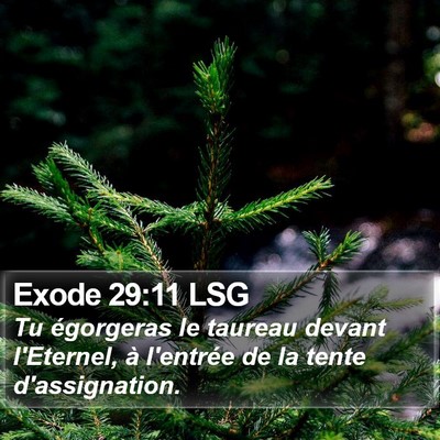 Exode 29:11 LSG Bible Verse Image