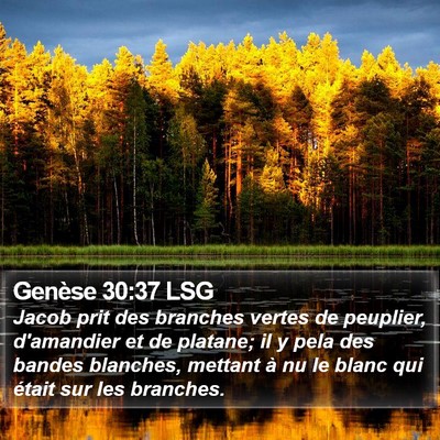 Genèse 30:37 LSG Bible Verse Image