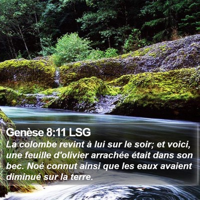 Genèse 8:11 LSG Bible Verse Image