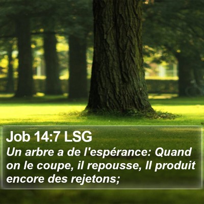 Job 14:7 LSG Bible Verse Image
