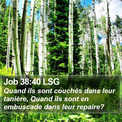 Job 38:40 LSG Bible Verse Image