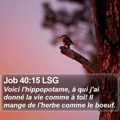 Job 40:15 LSG Bible Verse Image