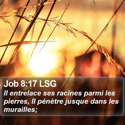 Job 8:17 LSG Bible Verse Image