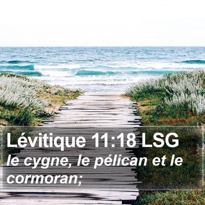 Lévitique 11:18 LSG Bible Verse Image