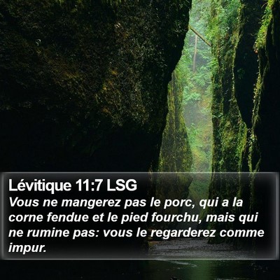 Lévitique 11:7 LSG Bible Verse Image