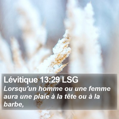 Lévitique 13:29 LSG Bible Verse Image
