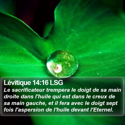 Lévitique 14:16 LSG Bible Verse Image