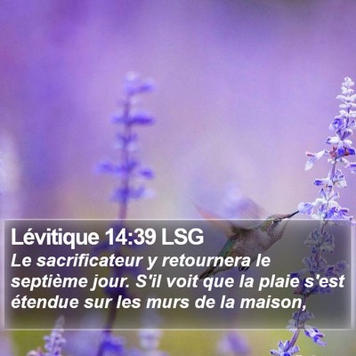 Lévitique 14:39 LSG Bible Verse Image
