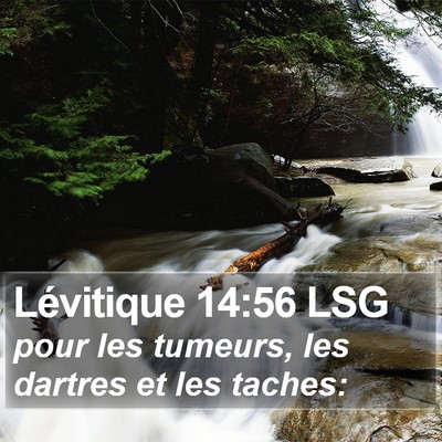 Lévitique 14:56 LSG Bible Verse Image