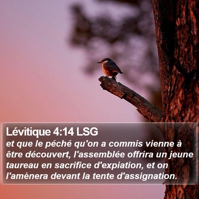 Lévitique 4:14 LSG Bible Verse Image