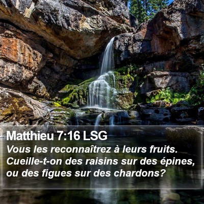 Matthieu 7:16 LSG Bible Verse Image