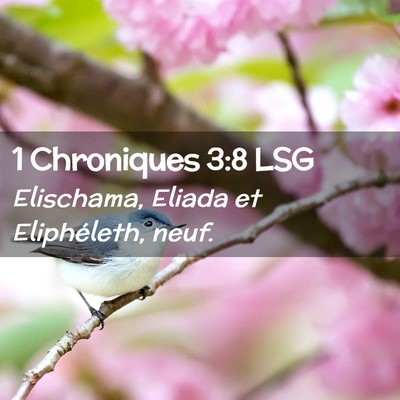 Picture 02 - 1 Chroniques 3:8 LSG - Elischama, Eliada et Eliphéleth, - Bible Verse Picture