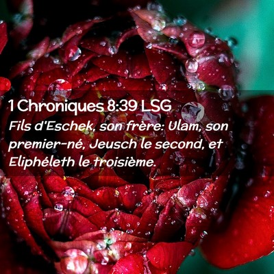 Picture 02 - 1 Chroniques 8:39 LSG - Fils d'Eschek, son frère: Ulam, son premier-né, - Bible Verse Picture