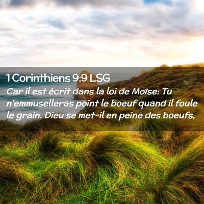 Picture 02 - 1 Corinthiens 9:9 LSG - Car il est écrit dans la loi de Moïse: Tu - Bible Verse Picture