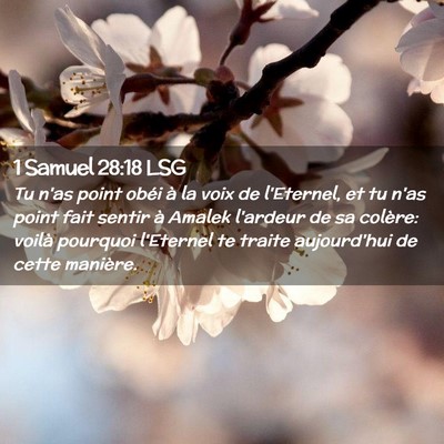 Picture 02 - 1 Samuel 28:18 LSG - Tu n'as point obéi à la voix de l'Eternel, et - Bible Verse Picture