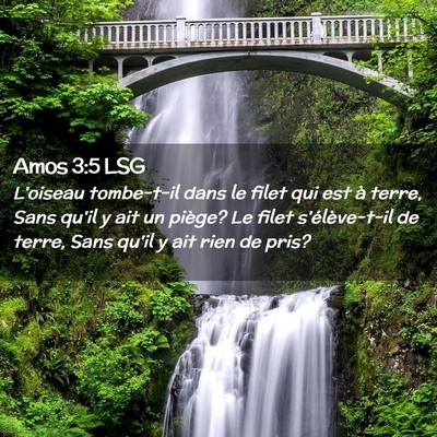 Picture 02 - Amos 3:5 LSG - L'oiseau tombe-t-il dans le filet qui est à - Bible Verse Picture