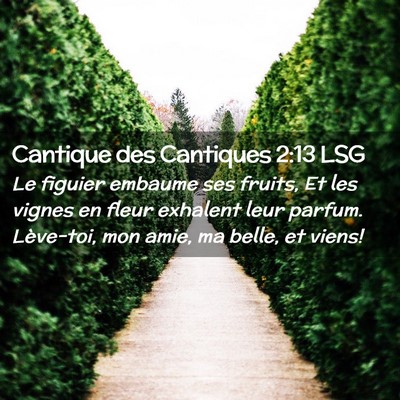 Picture 02 - Cantique des Cantiques 2:13 LSG - Le figuier embaume ses fruits, Et les vignes en - Bible Verse Picture