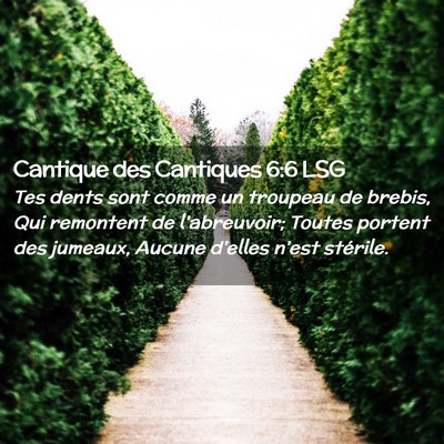 Picture 02 - Cantique des Cantiques 6:6 LSG - Tes dents sont comme un troupeau de brebis, Qui - Bible Verse Picture