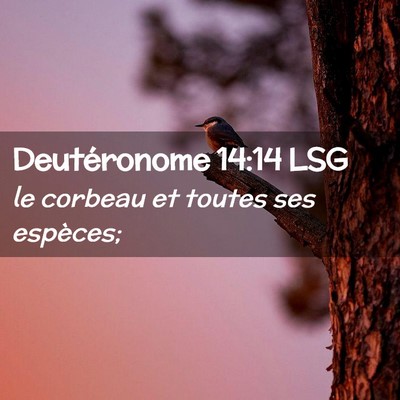 Picture 02 - Deutéronome 14:14 LSG - le corbeau et toutes ses - Bible Verse Picture