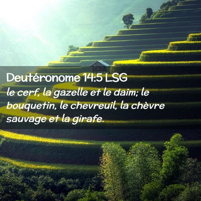 Picture 02 - Deutéronome 14:5 LSG - le cerf, la gazelle et le daim; le bouquetin, le - Bible Verse Picture
