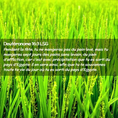 Picture 02 - Deutéronome 16:3 LSG - Pendant la fête, tu ne mangeras pas du pain - Bible Verse Picture