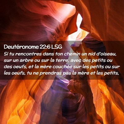 Picture 02 - Deutéronome 22:6 LSG - Si tu rencontres dans ton chemin un nid d'oiseau, - Bible Verse Picture