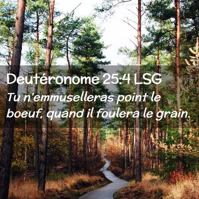 Picture 02 - Deutéronome 25:4 LSG - Tu n'emmuselleras point le boeuf, quand il - Bible Verse Picture
