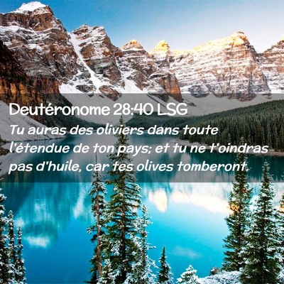 Picture 02 - Deutéronome 28:40 LSG - Tu auras des oliviers dans toute l'étendue de - Bible Verse Picture