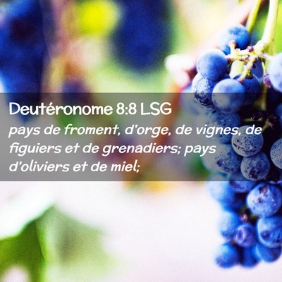 Picture 02 - Deutéronome 8:8 LSG - pays de froment, d'orge, de vignes, de figuiers - Bible Verse Picture
