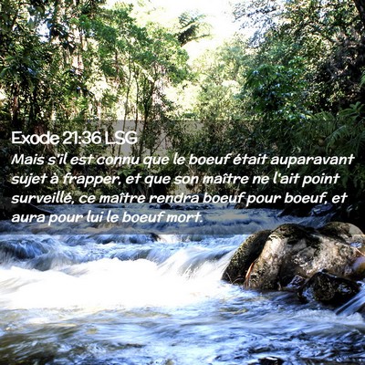 Picture 02 - Exode 21:36 LSG - Mais s'il est connu que le boeuf était - Bible Verse Picture