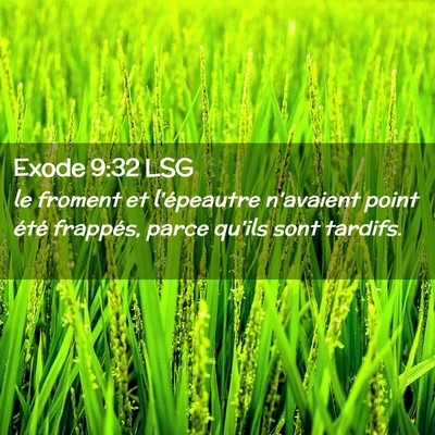 Picture 02 - Exode 9:32 LSG - le froment et l'épeautre n'avaient point été - Bible Verse Picture