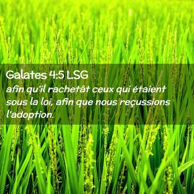Picture 02 - Galates 4:5 LSG - afin qu'il rachetât ceux qui étaient sous la - Bible Verse Picture