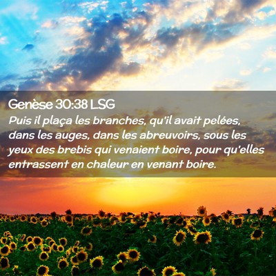Picture 02 - Genèse 30:38 LSG - Puis il plaça les branches, qu'il avait pelées, - Bible Verse Picture