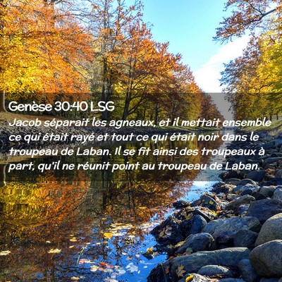 Picture 02 - Genèse 30:40 LSG - Jacob séparait les agneaux, et il mettait - Bible Verse Picture