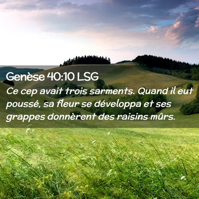 Picture 02 - Genèse 40:10 LSG - Ce cep avait trois sarments. Quand il eut - Bible Verse Picture