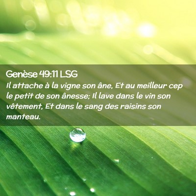 Picture 02 - Genèse 49:11 LSG - Il attache à la vigne son âne, Et au meilleur - Bible Verse Picture