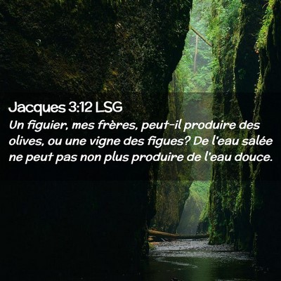 Picture 02 - Jacques 3:12 LSG - Un figuier, mes frères, peut-il produire des - Bible Verse Picture