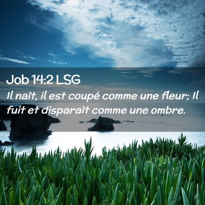 Picture 02 - Job 14:2 LSG - Il naît, il est coupé comme une fleur; Il fuit - Bible Verse Picture