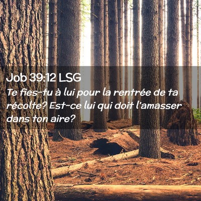 Picture 02 - Job 39:12 LSG - Te fies-tu à lui pour la rentrée de ta - Bible Verse Picture