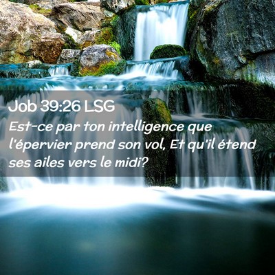 Picture 02 - Job 39:26 LSG - Est-ce par ton intelligence que l'épervier prend - Bible Verse Picture