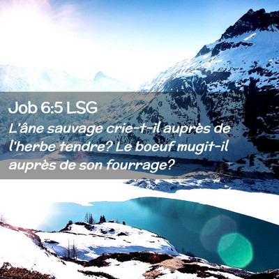 Picture 02 - Job 6:5 LSG - L'âne sauvage crie-t-il auprès de l'herbe - Bible Verse Picture