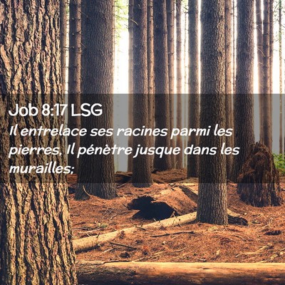 Picture 02 - Job 8:17 LSG - Il entrelace ses racines parmi les pierres, Il - Bible Verse Picture