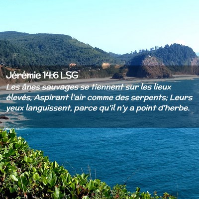 Picture 02 - Jérémie 14:6 LSG - Les ânes sauvages se tiennent sur les lieux - Bible Verse Picture