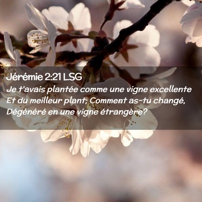 Picture 02 - Jérémie 2:21 LSG - Je t'avais plantée comme une vigne excellente Et - Bible Verse Picture
